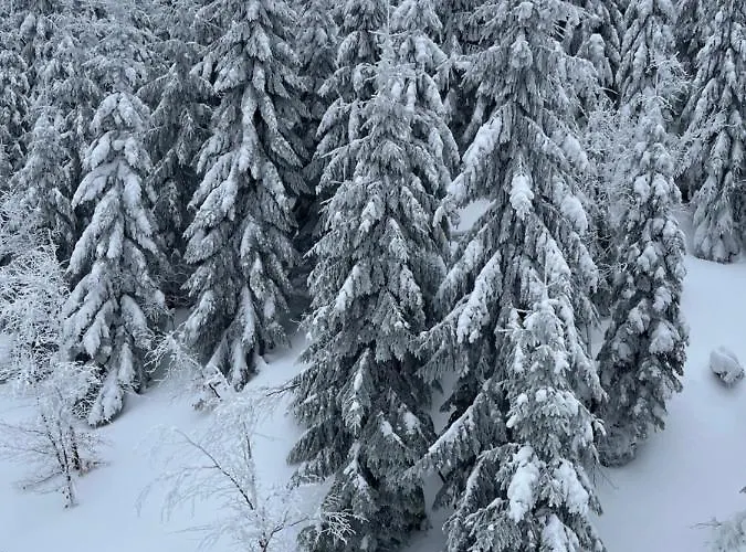 Jelen Niedzwiedz דירה