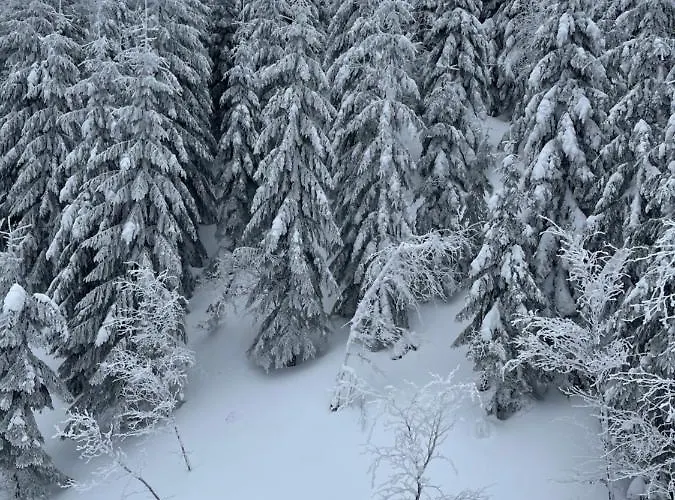 Jelen Niedzwiedz דירה